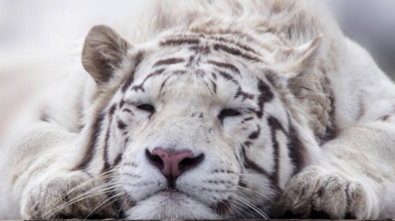 UAE gifts 18 big cats to zoo in Pakistan