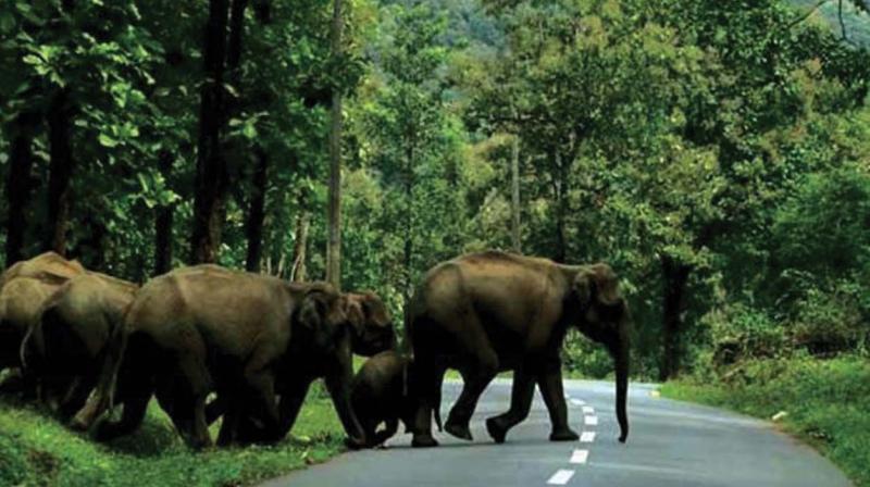 PIL halts transport of elephants to Gujarat