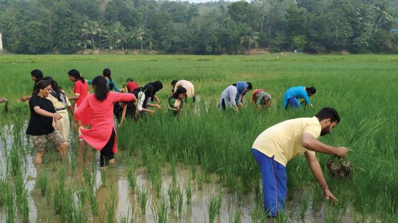 Nellore: Paddy growers in a fix over low market price
