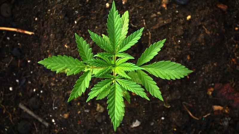 Marijuana use decreases post legalisation