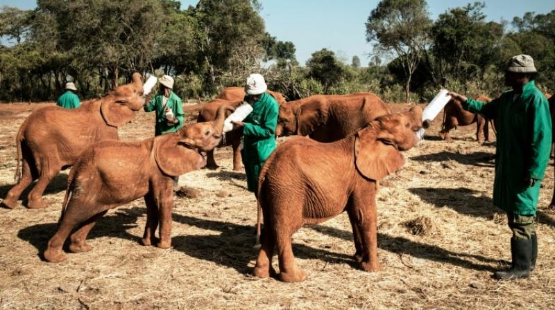 Unusual orphanage for baby elephants