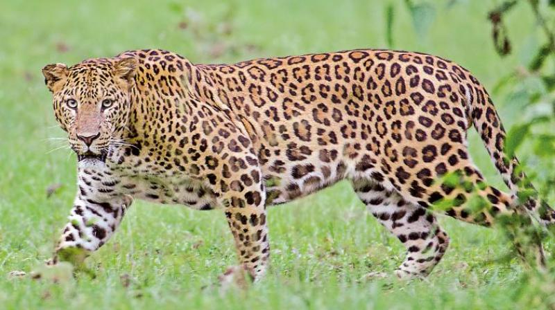Forest department officials say that the leopard is not new to prowling into human habitation and is responsible for a cattle kill that occurred in September.