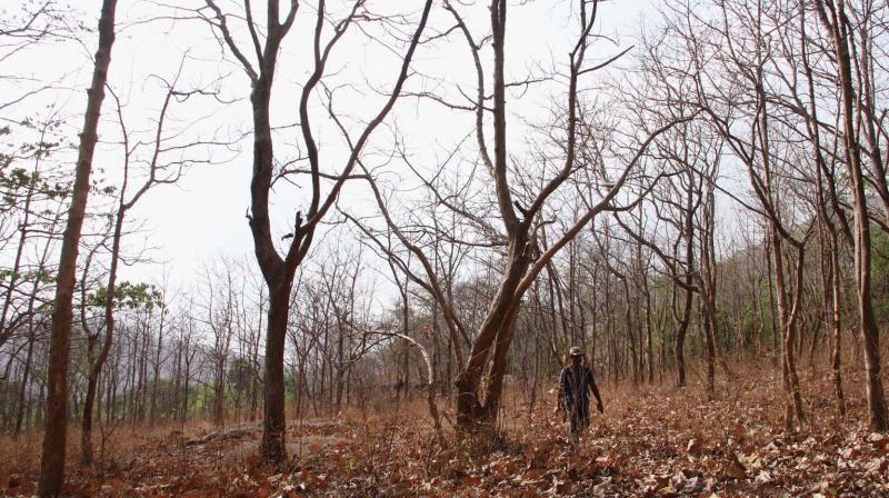 The intensity of the summer is visible in this portion of Walayar forest. The area has dried up and the leaves of most of the trees have fallen.