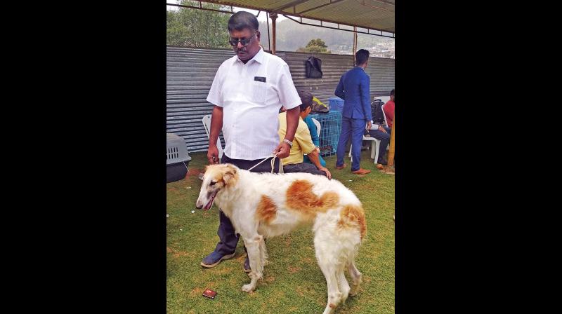 Russian based Borzoi breed at the Ooty dog show. 	 DC