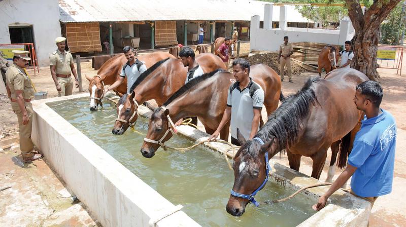 Horses at mounted police branch get facilities to tackle scorching heat