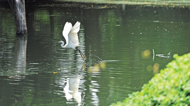 Krishnagiri: Birds flock to alternate site in Hosur