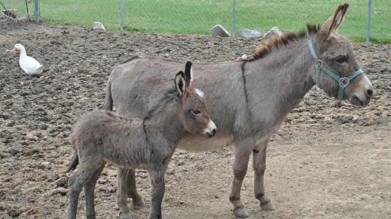 In the annual fair, held near the banks of Kshipra river, the donkeys were brought for sell from the states like Maharashtra, Rajasthan, and Gujarat besides from Madhya Pradesh. (Representational Image)