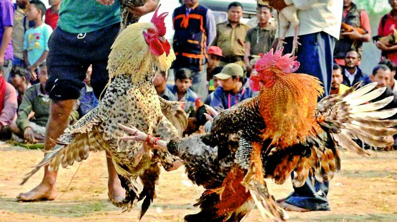 Hundreds of crores of rupees and assets are bet over  cockfights (despite a ban by the High Court) during Sankranti.