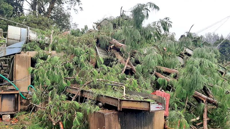Fresh rain spells in Ooty, Gudalur uproot trees