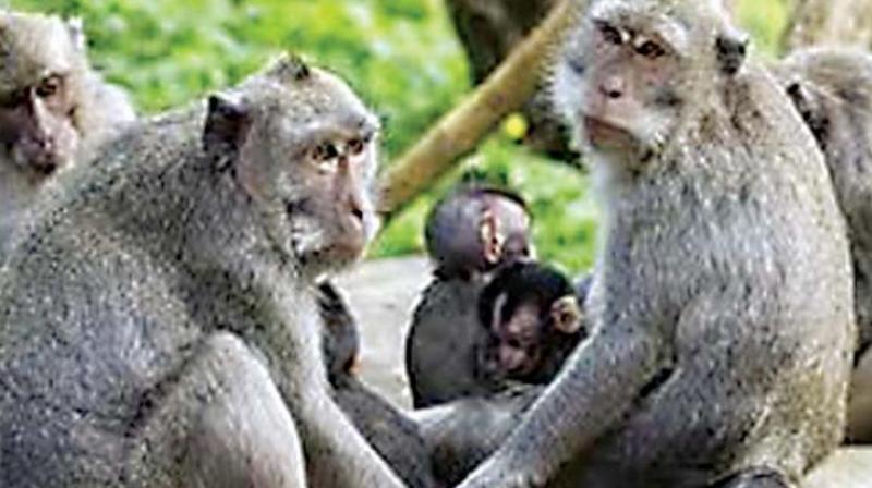 \Two monkeys have died in Wayanad. We are therefore on a high alert in tribal hamlets in Gundlupet taluk too,\ Chamarajagar District Health officer, Dr Prasad K.H. said.  (Representional Image)
