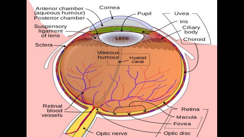 New optic nerve therapy to offer aid to blind