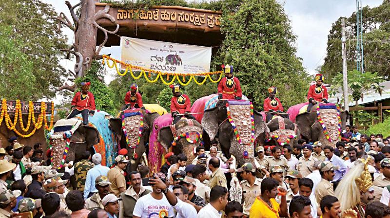 Priceworthy! 14 Dasara jumbos insured for Rs 40 lakh