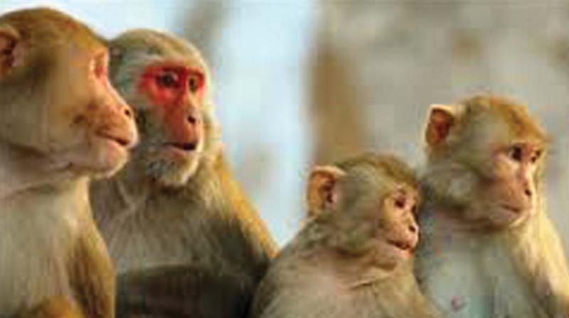 Hyderabad: Residents move High Court to end monkey menace
