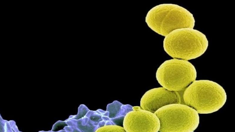 Antimicrobial resistance is a global problem, and existing antibiotics fail to work in around 20 per cent of cases of strep throat. (Photo: ANI)