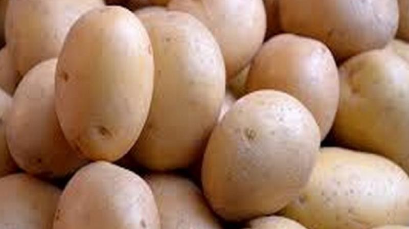 Consuming potato can be beneficial for athletics