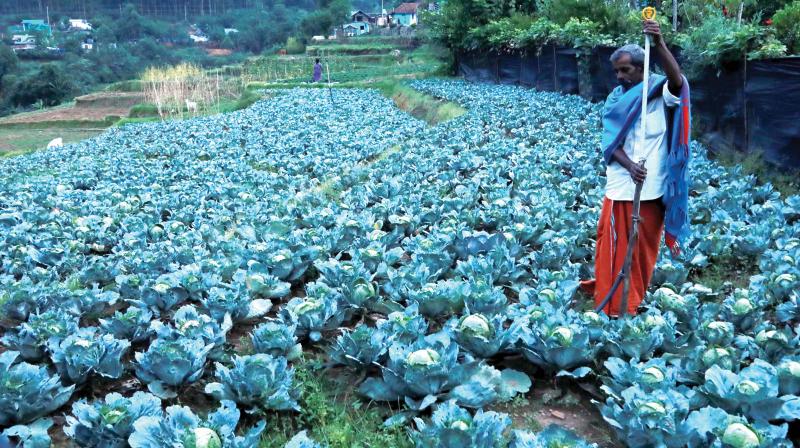 The agriculture department has launched good agricultural practices in 12,000 hectares. It has already collected samples from around 300 clusters to get them tested at accredited labs under the Agricultural and Processed Food Products Export Development Authority. (In Pic): A cabbage farm in Kanthallur in Idukki district