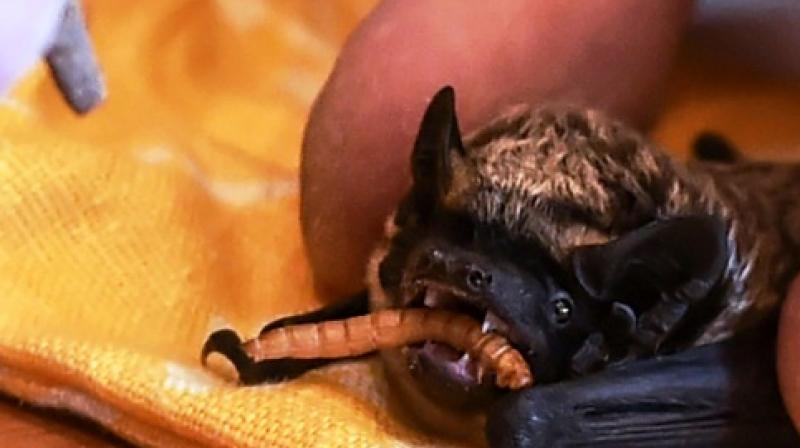 Bats hibernate inside ordinary domestic fridge