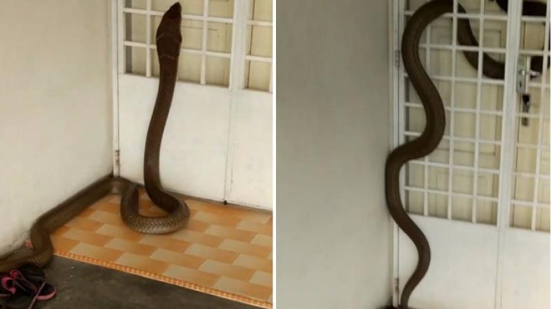 Video: Huge king cobra comes home uninvited!