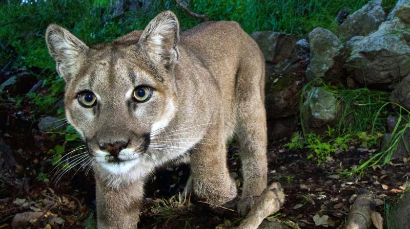 Study says Mountain lions are so afraid of humans that they flee when they hear our voices (Photo: AP)