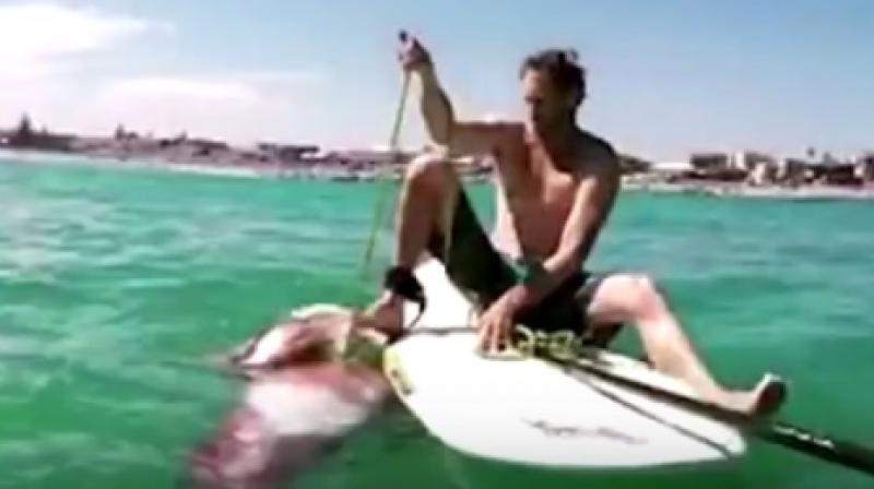 Injured squid clambering onto James surf board (Photo: Youtube)