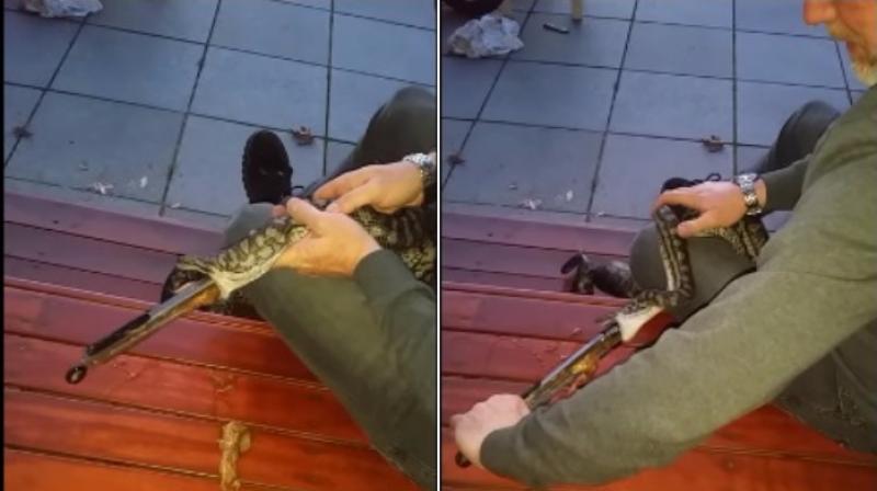 Video footage shows Snickers the snake getting some help from owners to get tongs out of its mouth (Photo: Youtube)