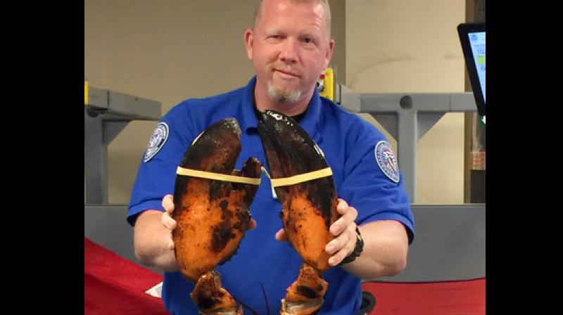 Security administration finds the lobster in luggage (Photo: AP)