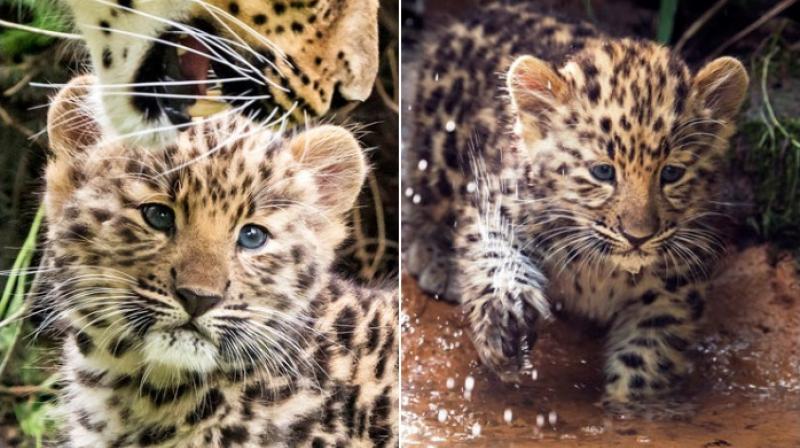 Germany introduces two new leopard cubs