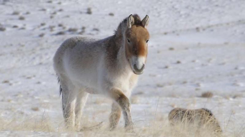 A Przewalskis horse, the only truly wild and untamed horse known today (Photo: AP)