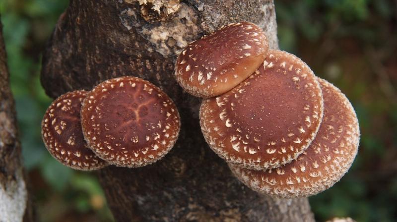 Shiitake mushrooms (Photo: Pixabay)