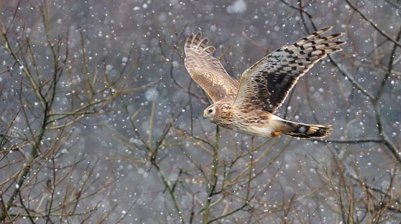 There are only four known breeding pairs of hen harriers left in Britain (Photo: Facebook)