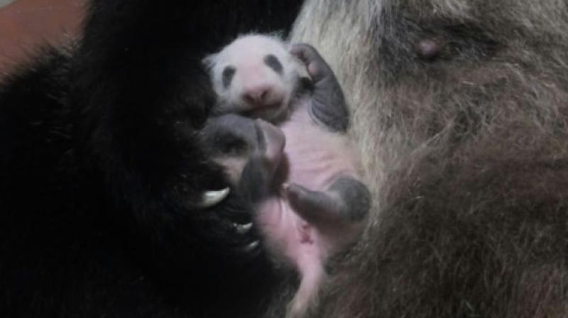 The birth of a panda at a Tokyo zoo last month, the first in five years, sparked panda fever in the capital. (Photo: AFP)
