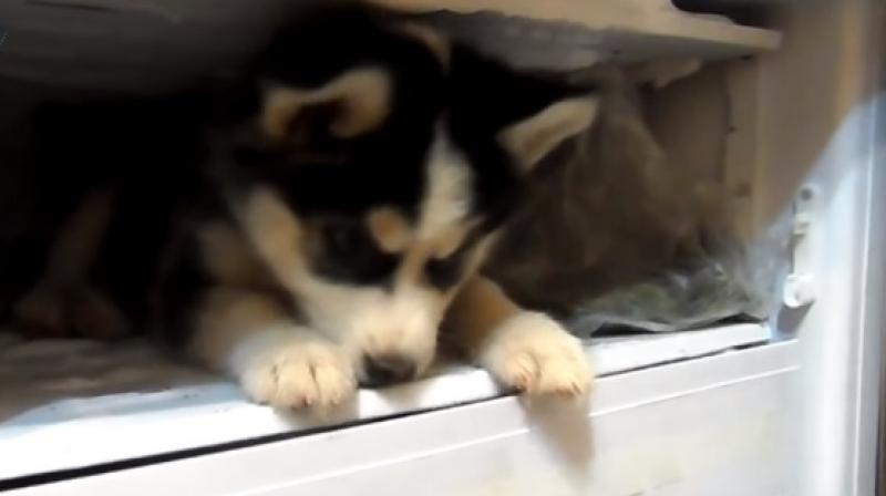 Adorable husky pup flat out refuses to leave freezer (Photo: Youtube)