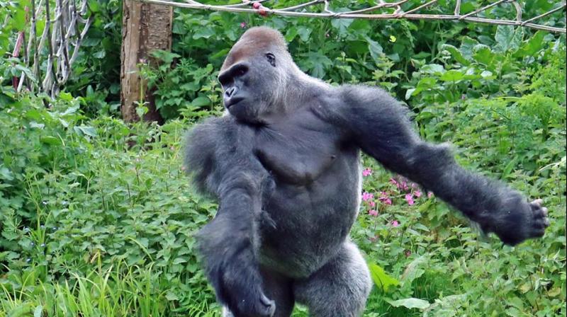 One of the teenage male gorillas Kiondo (Photo: Facebook)