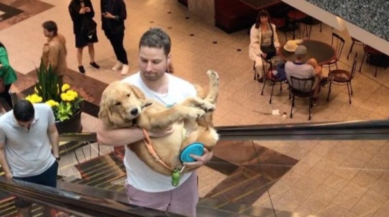 Jaspers owner carrying him up the escalator (Photo: Instagram)