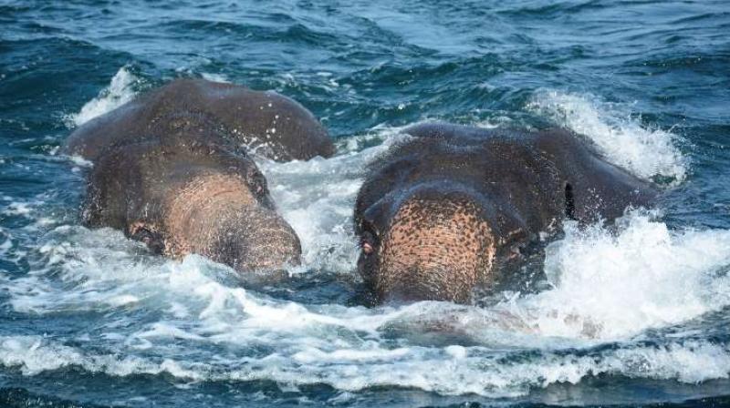 Photos showed the elephants in distress, barely keeping their trunks above water in the deep seas about one kilometre off the coast of Sri Lanka (Photo: AFP)