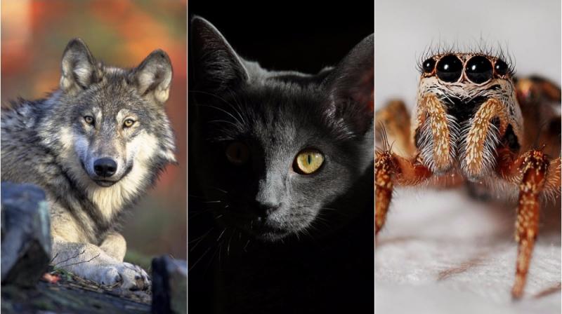 Not all animals are perhaps meant to be kept as pets and keeping them often lead to darker consequences (Photo: Pixabay) Not all animals are perhaps meant to be kept as pets and keeping them often lead to darker consequences (Photo: Pixabay)