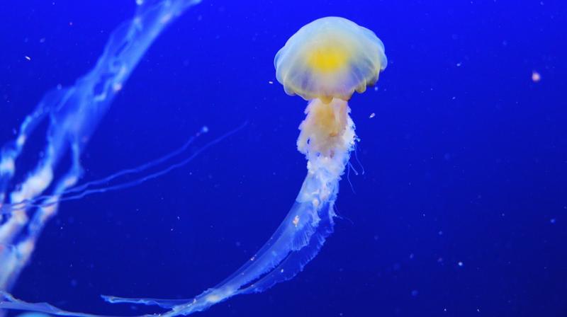 Offshore wind farms along with oil and gas platforms inadvertently provide an ideal habitat for jellyfish to survive (Photo: Pixabay)