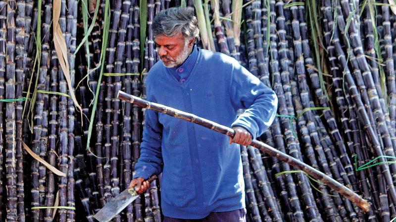 A sugarcane seller ahead of the Sankranthi festival on Tuesday, at Basavanagudi (Photo: DC)