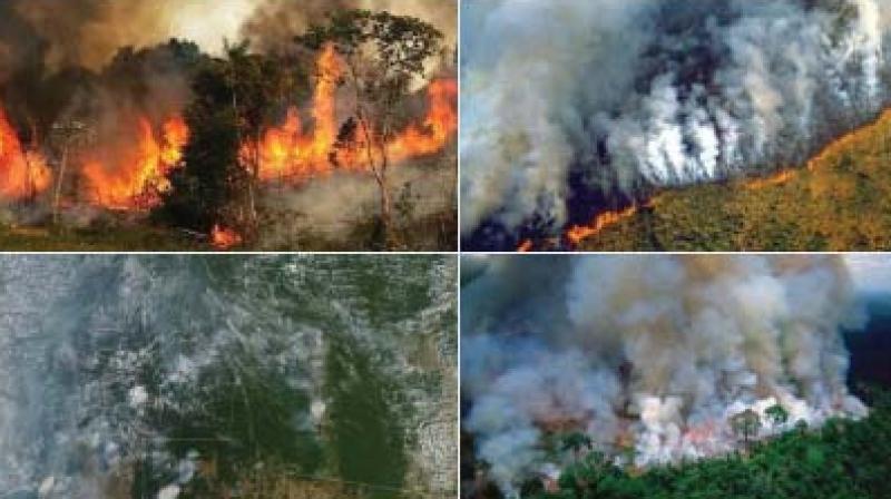 Forest fire is cause for alarm