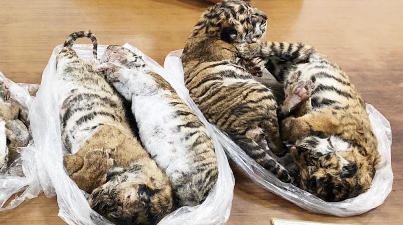 7 frozen tiger carcasses seized from a car in Vietnam