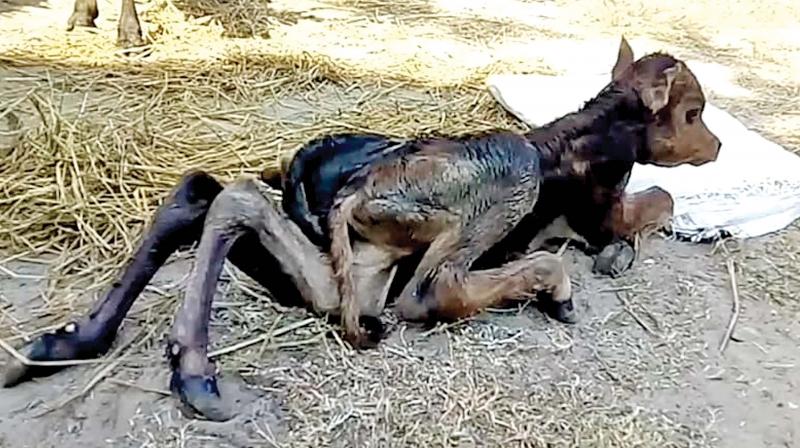 The newborn calf with 7 legs.	(DC)