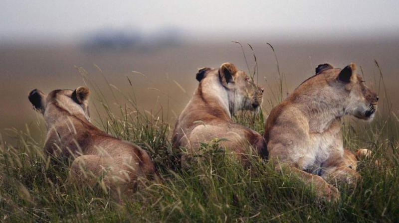 In the wild lions are often killed if they are seen too old or unfit to rule the pride (Photo: AFP)