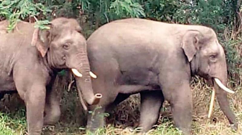 Krishnagiri: Wild tusker gives forest staff a slip; escapes darting bid again