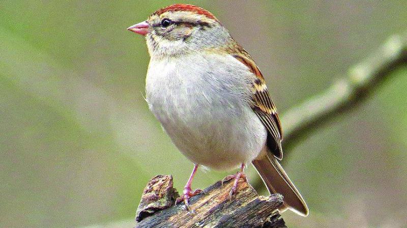 A red flag was raised by environmentalists due to the sudden disappearance of the house sparrows. These birds are sensitive to environmental hazards.