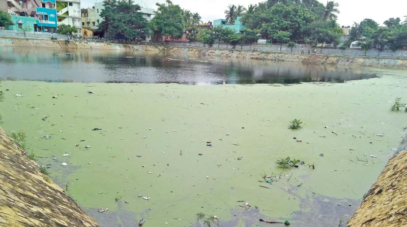 Shivan temple tank at TNHB Colony in Korattur remains unclean. (Photo: DC)
