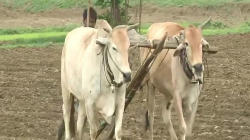 Low rainfall, water scarcity damaging paddy crop in East Vidarbha