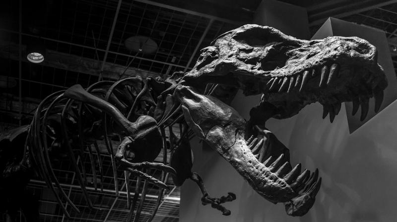 Museum of Natural History acquires Tyrannosaurus rex