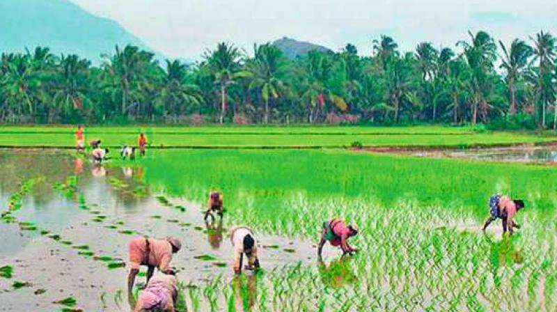 The chief ministers statement comes in the wake of opposition claims that over 100 farmers have died in the state due to shock or committed suicide due to distress over crop failure. (Photo: Representational Image)