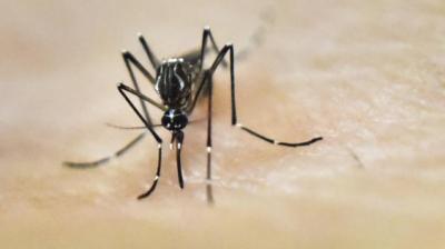 Hyderabad: Zika threat now a major concern - Deccan Chronicle