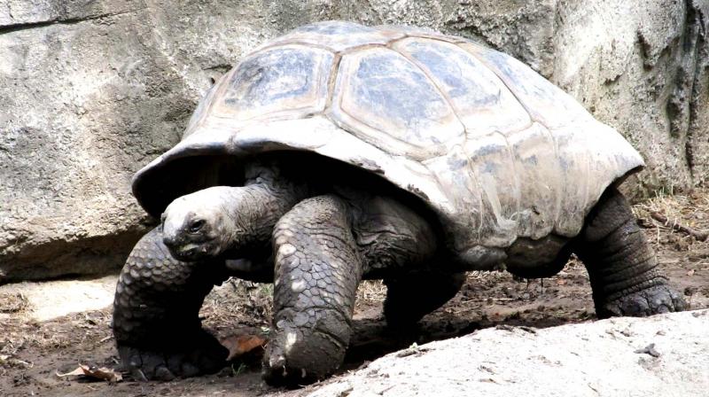 Environmental conditions affecting tortoiseâ€™s ability to migrate